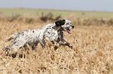 SETTER ANGLAIS 133